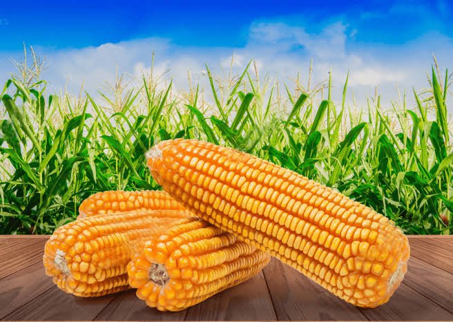Yellow Maize